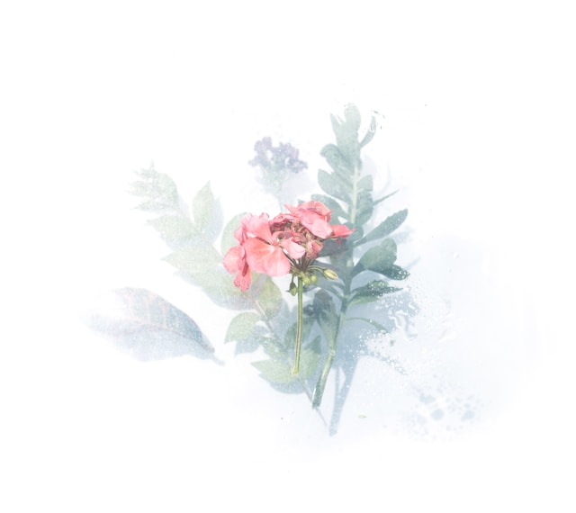 Et akvarell kunstmaleri av en fin blomst